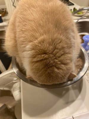 ボウルを見つけた猫の行動に「かわいすぎる」「笑ってお腹が痛い！」