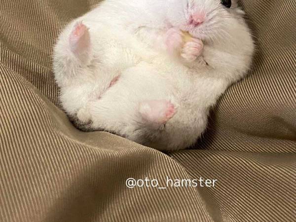 クッションを写した『３枚』に反響　その理由がこちらです