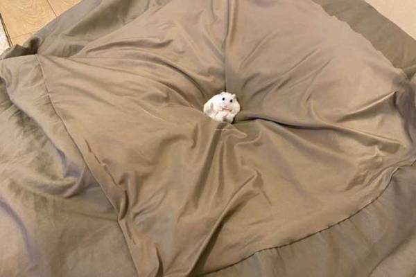 クッションを写した『３枚』に反響　その理由がこちらです