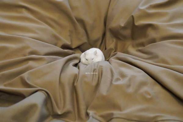 クッションを写した『３枚』に反響　その理由がこちらです