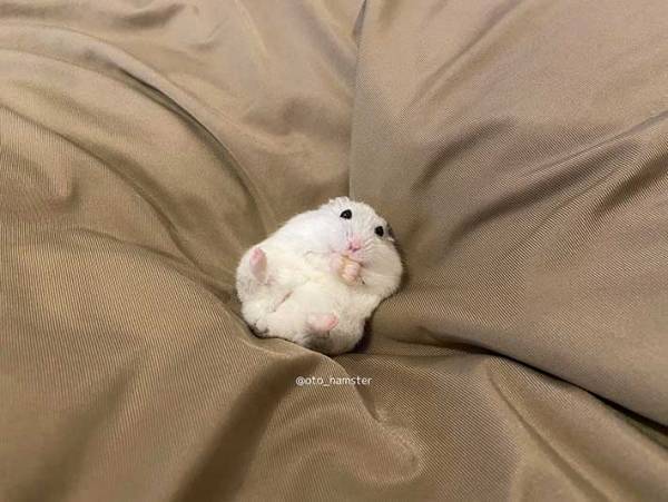 クッションを写した『３枚』に反響　その理由がこちらです