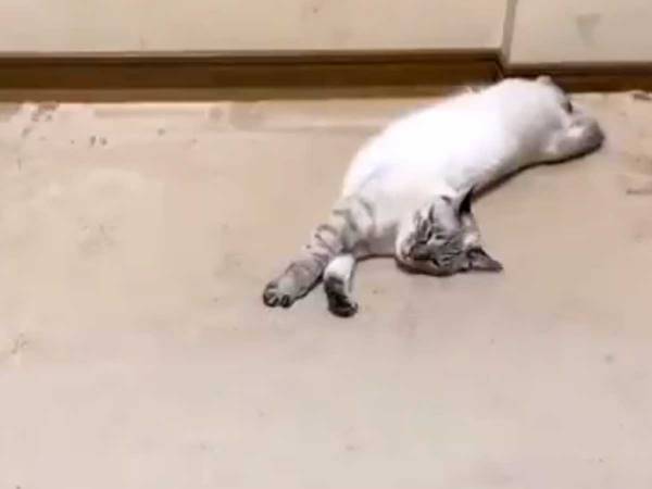 部屋の片付け中に爆睡する猫、まさかの展開に吹き出す！