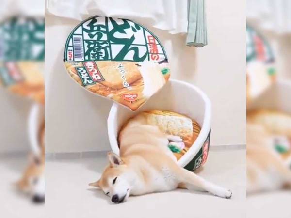 「お揚げがー！」と叫ぶ飼い主　爆睡する柴犬が、癒し効果バツグンだった