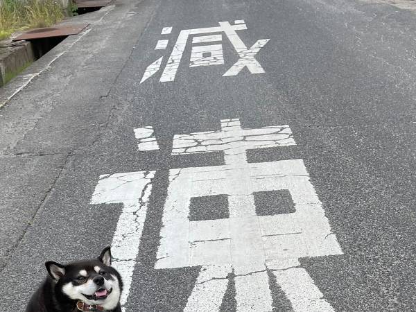 イヤイヤモードの柴犬　フォルムがお餅のようだと話題に