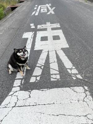 イヤイヤモードの柴犬　フォルムがお餅のようだと話題に