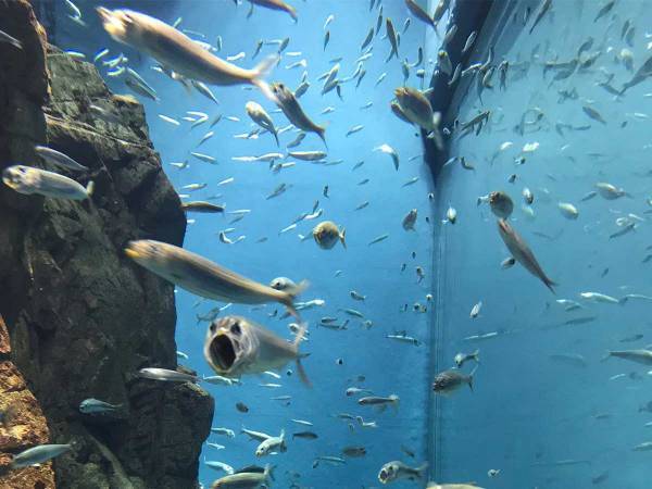 「笑った」「夢に出てきそう」　水族館で泳ぐイワシの中に？