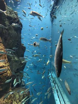 「笑った」「夢に出てきそう」　水族館で泳ぐイワシの中に？