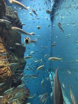 「笑った」「夢に出てきそう」　水族館で泳ぐイワシの中に？