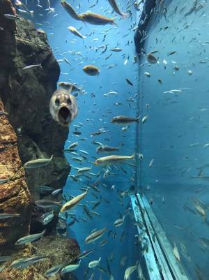 「笑った」「夢に出てきそう」　水族館で泳ぐイワシの中に？