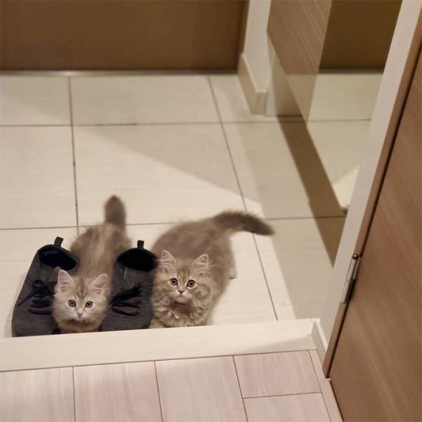 飼い主が激写した『家庭内ストーカー』に反響　「たまらん」「圧倒的かわいさ」