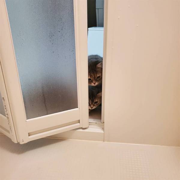 飼い主が激写した『家庭内ストーカー』に反響　「たまらん」「圧倒的かわいさ」