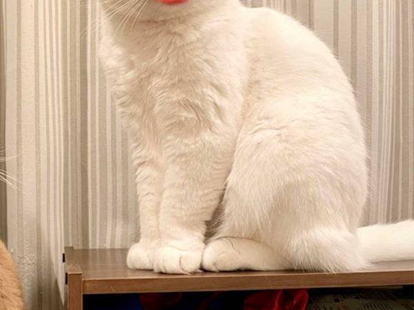 「笑いすぎてお腹痛い！」　猫をスマホで撮影したら…衝撃の４枚がこちら