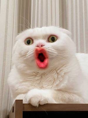 「笑いすぎてお腹痛い！」　猫をスマホで撮影したら…衝撃の４枚がこちら