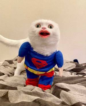 「笑いすぎてお腹痛い！」　猫をスマホで撮影したら…衝撃の４枚がこちら