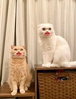 「笑いすぎてお腹痛い！」　猫をスマホで撮影したら…衝撃の４枚がこちら