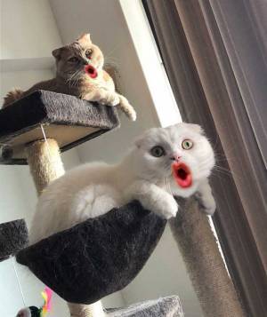 「笑いすぎてお腹痛い！」　猫をスマホで撮影したら…衝撃の４枚がこちら