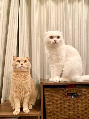 「笑いすぎてお腹痛い！」　猫をスマホで撮影したら…衝撃の４枚がこちら