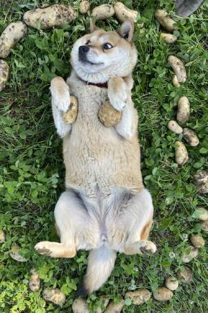 「ずっと見ていたくなる」　野菜に囲まれたワンコの表情がかわいすぎた