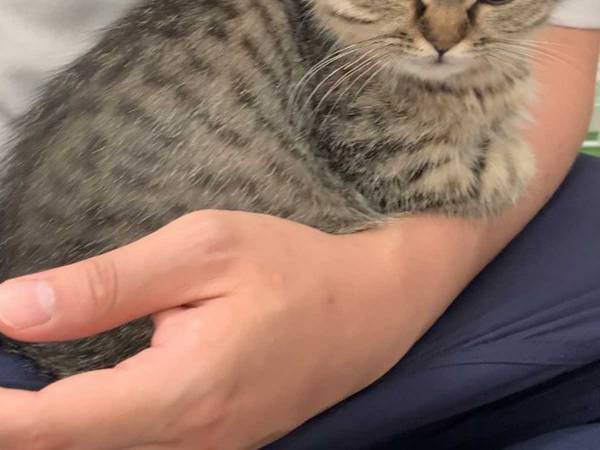 「ぼく、怒ってます」　無言の圧をかける子猫、その理由とは？