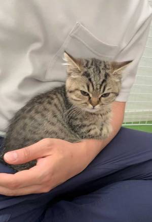 「ぼく、怒ってます」　無言の圧をかける子猫、その理由とは？