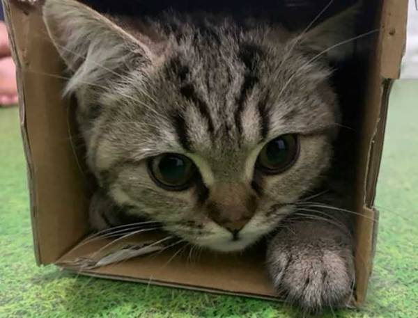 「ぼく、怒ってます」　無言の圧をかける子猫、その理由とは？