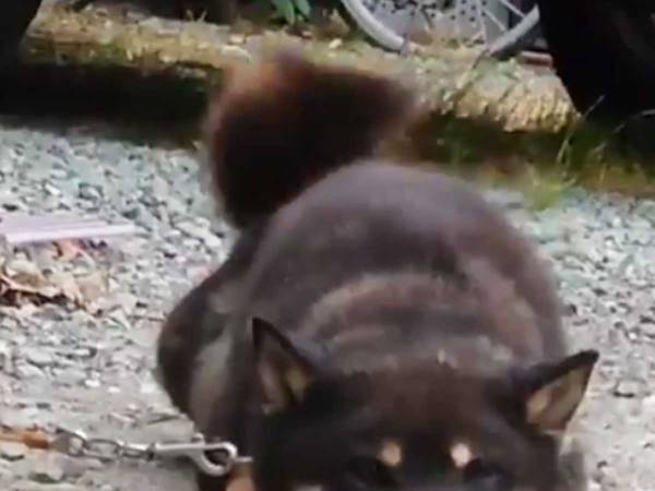 人に噛みつき唸っていた柴犬が…　『２年後の姿』に目頭が熱くなる