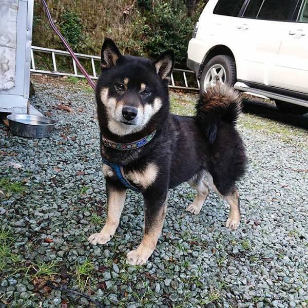 人に噛みつき唸っていた柴犬が…　『２年後の姿』に目頭が熱くなる