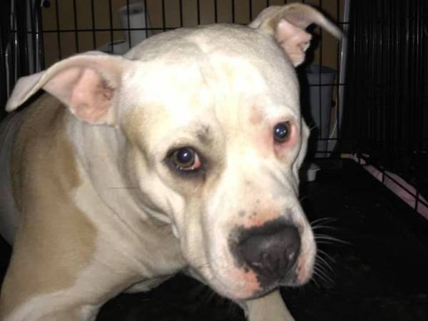 走行中の車から投げ捨てられた犬　その数日後？　「最高の結末」「奇跡だ」