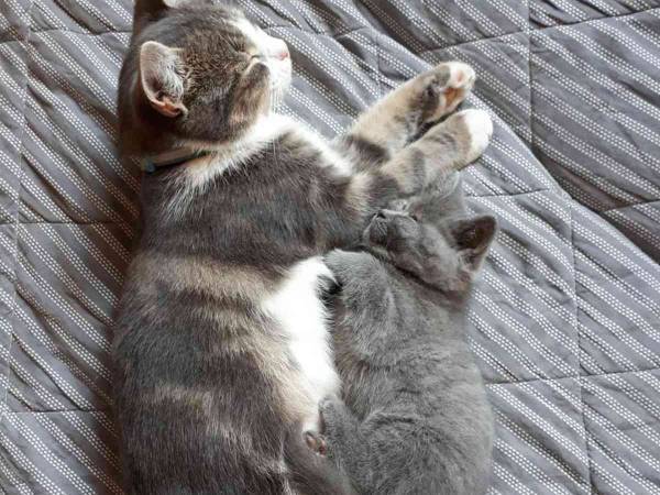 まるで親子のよう　母親を亡くした病気の子猫に寄り添うオス猫の正体は？