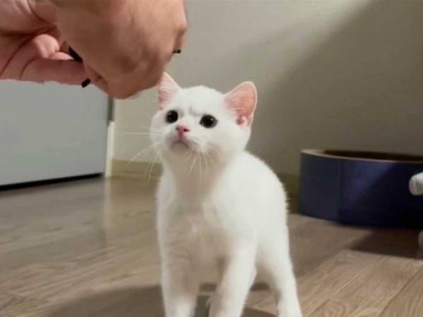 おもちゃを壊した子猫　飼い主に修理してもらったら…？　見せた表情がジワる