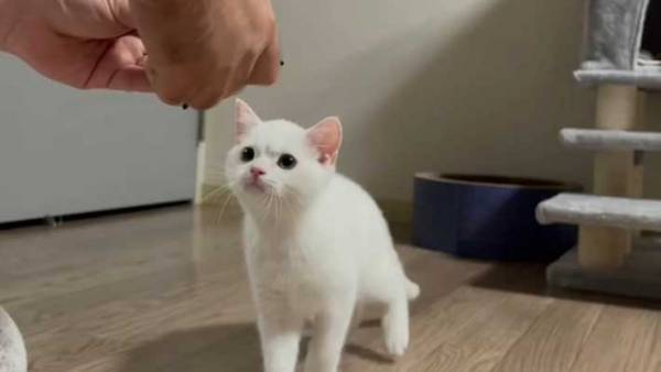 おもちゃを壊した子猫　飼い主に修理してもらったら…？　見せた表情がジワる