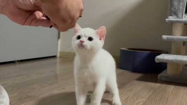 おもちゃを壊した子猫　飼い主に修理してもらったら…？　見せた表情がジワる