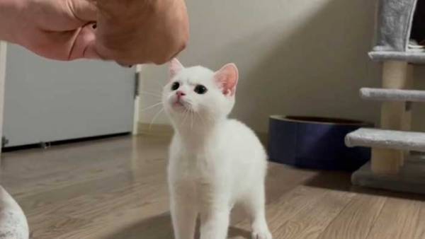 おもちゃを壊した子猫　飼い主に修理してもらったら…？　見せた表情がジワる