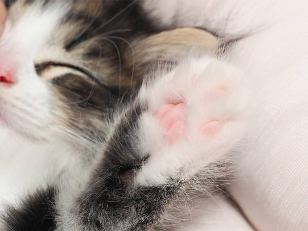 「診察台で緊張する猫はたいてい…」　獣医の投稿に反響　「そうだったのか」「知らなかった」