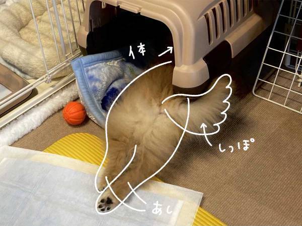 犬の様子を見に行ったら…　「心臓が止まるかと思った」