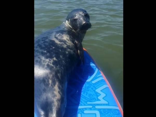 海でパドルボードをしていた男性　するとアシカが現れて？　「すごい体験！」