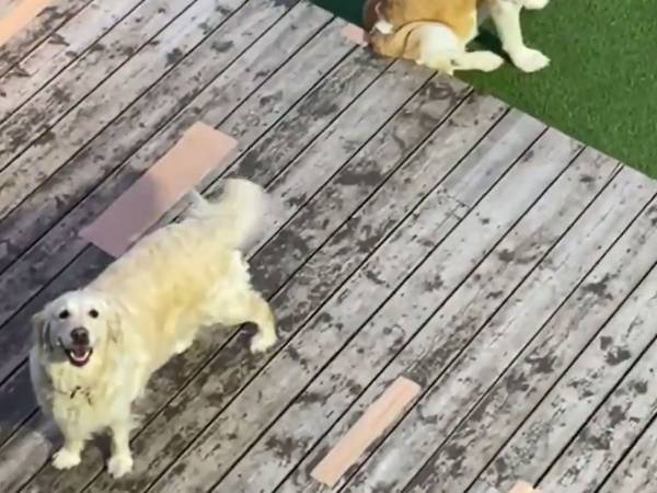 ２階にいる人間を見つけた犬が？　とった行動に愛おしさが爆発した