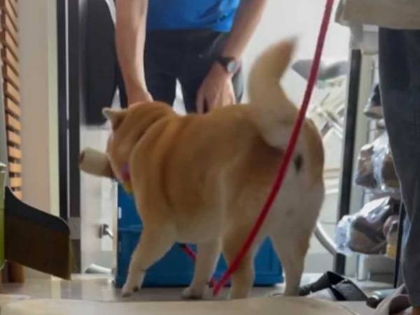 生協のお兄さんが好きすぎて…　柴犬のお出迎えに「予想外」「これは笑う」