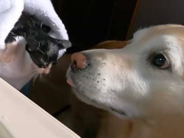 散歩中に保護した子猫　ゴールデンレトリバーと１週間を過ごしたら…？