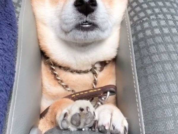 「想像の６倍食パンだった」　挟まる豆柴、その表情がこちらです