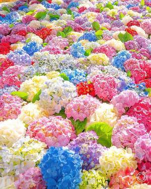 「信じられないほど絶景」「気持ちも明るくなる」　浮かぶアジサイが美しすぎる