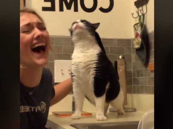 飼い主に背中を掻いてもらった猫が？　「笑い転げた」「壊れちゃった」