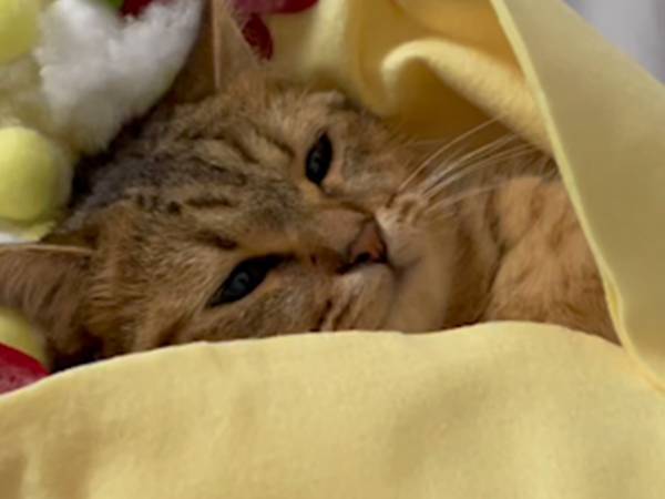 クレープの中でウトウト…　スイートな子猫の写真に、１１万人が悶えた