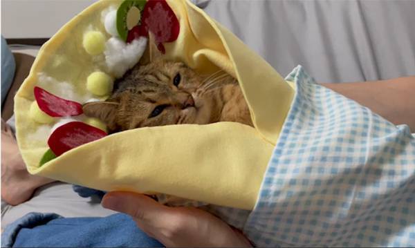 クレープの中でウトウト…　スイートな子猫の写真に、１１万人が悶えた