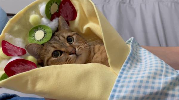 クレープの中でウトウト…　スイートな子猫の写真に、１１万人が悶えた