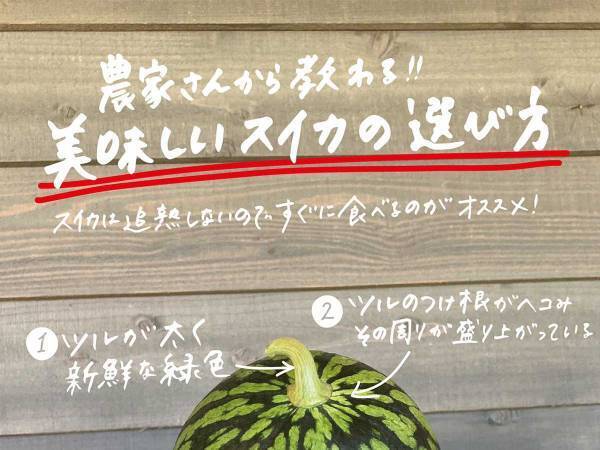 スイカを選ぶ時の５つの注意点とは　農家が教えるライフハック