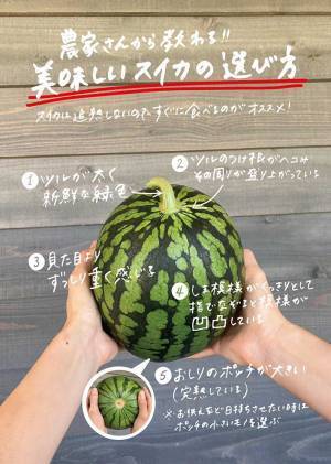 スイカを選ぶ時の５つの注意点とは　農家が教えるライフハック