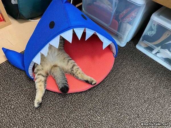 見事な喰われっぷり 大丈夫か 愛猫がサメに喰われた姿がこちら 21年6月21日 ウーマンエキサイト