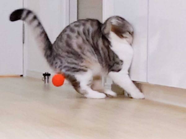 「だからはしゃぎすぎるなといったのに」「大事故」　ボール遊びに夢中のあまり、猫に起きた悲劇