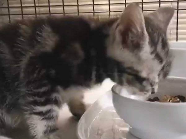 がつがつご飯を食べていた猫　おいしすぎて思わず出た鳴き声がかわいすぎた